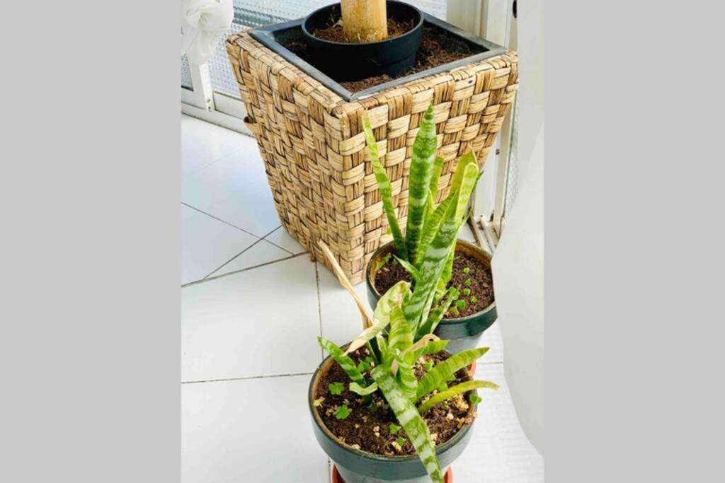 Begonia City Center Apartment 230 By Namaste Elite トレモリノス エクステリア 写真